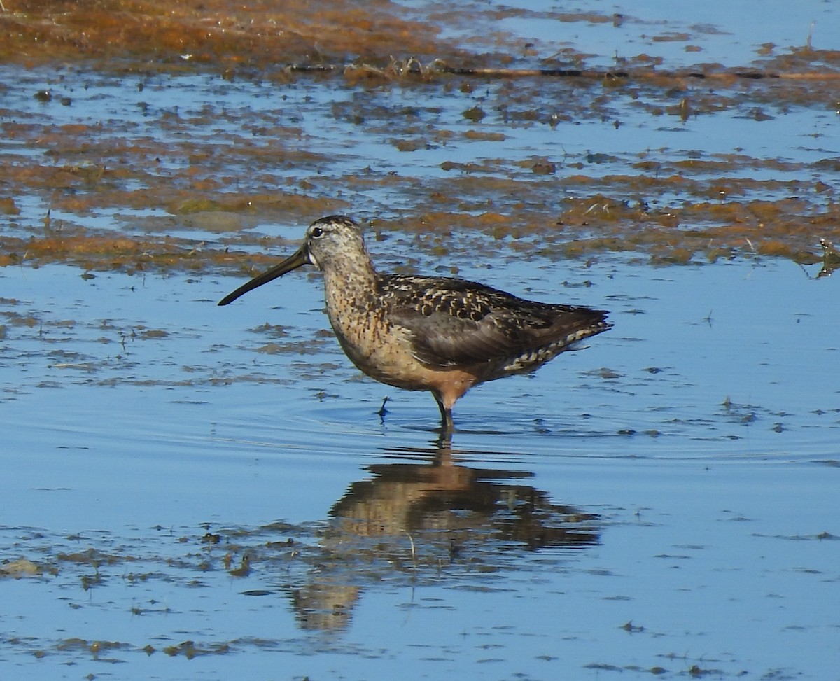 Long-billed Dowitcher - ML365080471