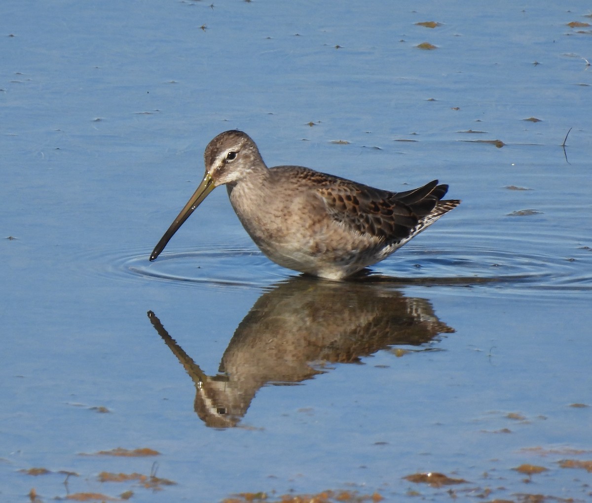 Long-billed Dowitcher - ML365080561