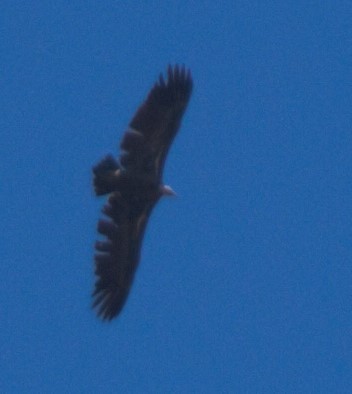 Rüppell's Griffon - Pedro Cardia