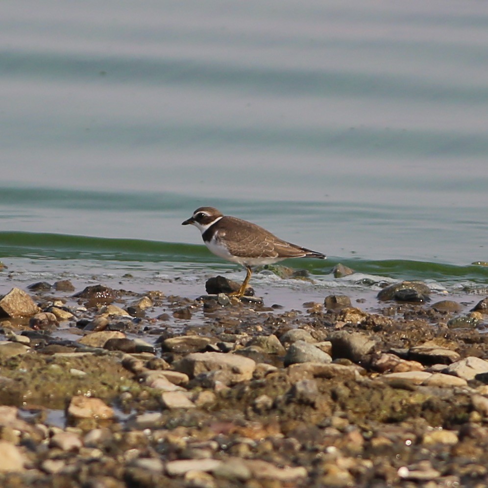 Semipalmated Plover - ML365081851