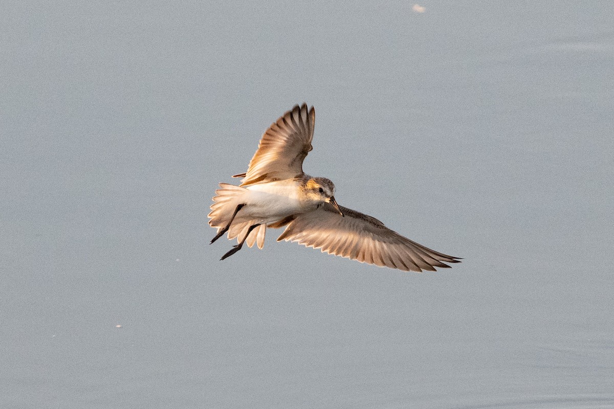 Western Sandpiper - Cynthia  Case