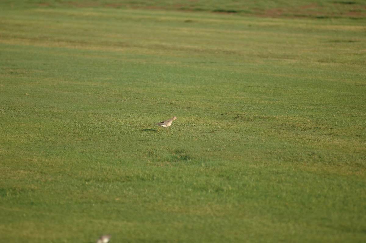Buff-breasted Sandpiper - ML365082581