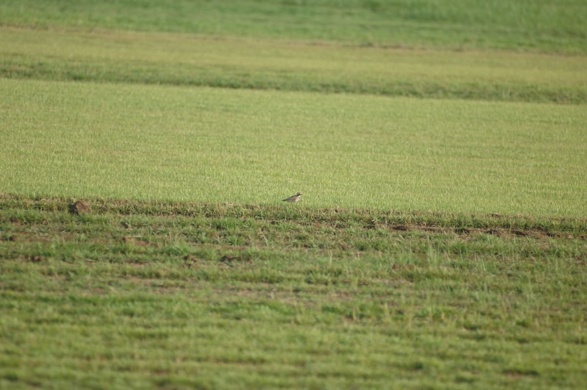 Horned Lark - ML365082591
