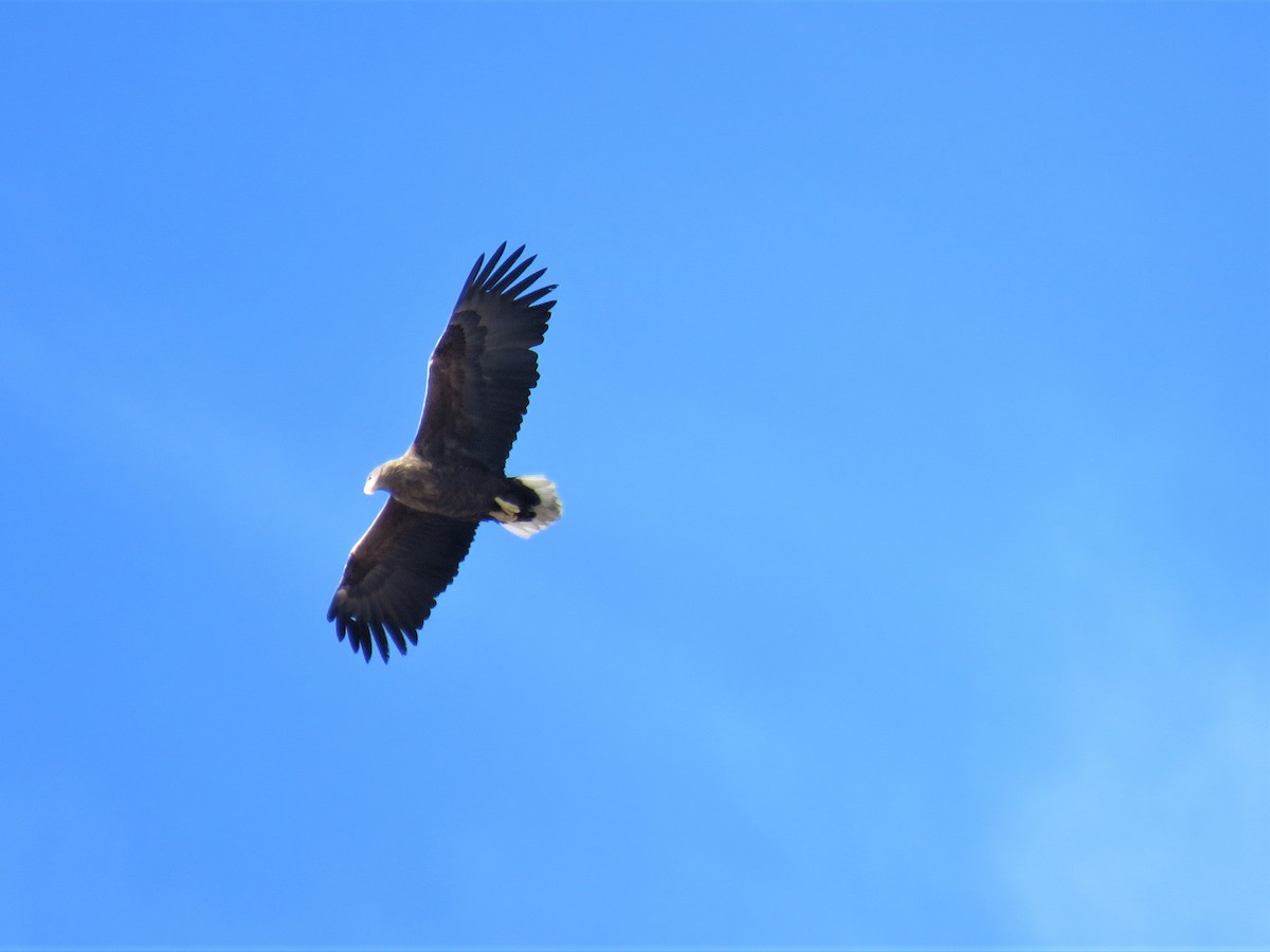 White-tailed Eagle - Christian Doerig