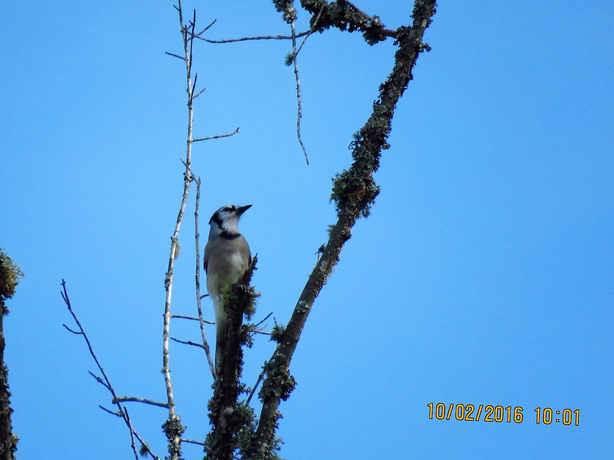 Blue Jay - ML36508571