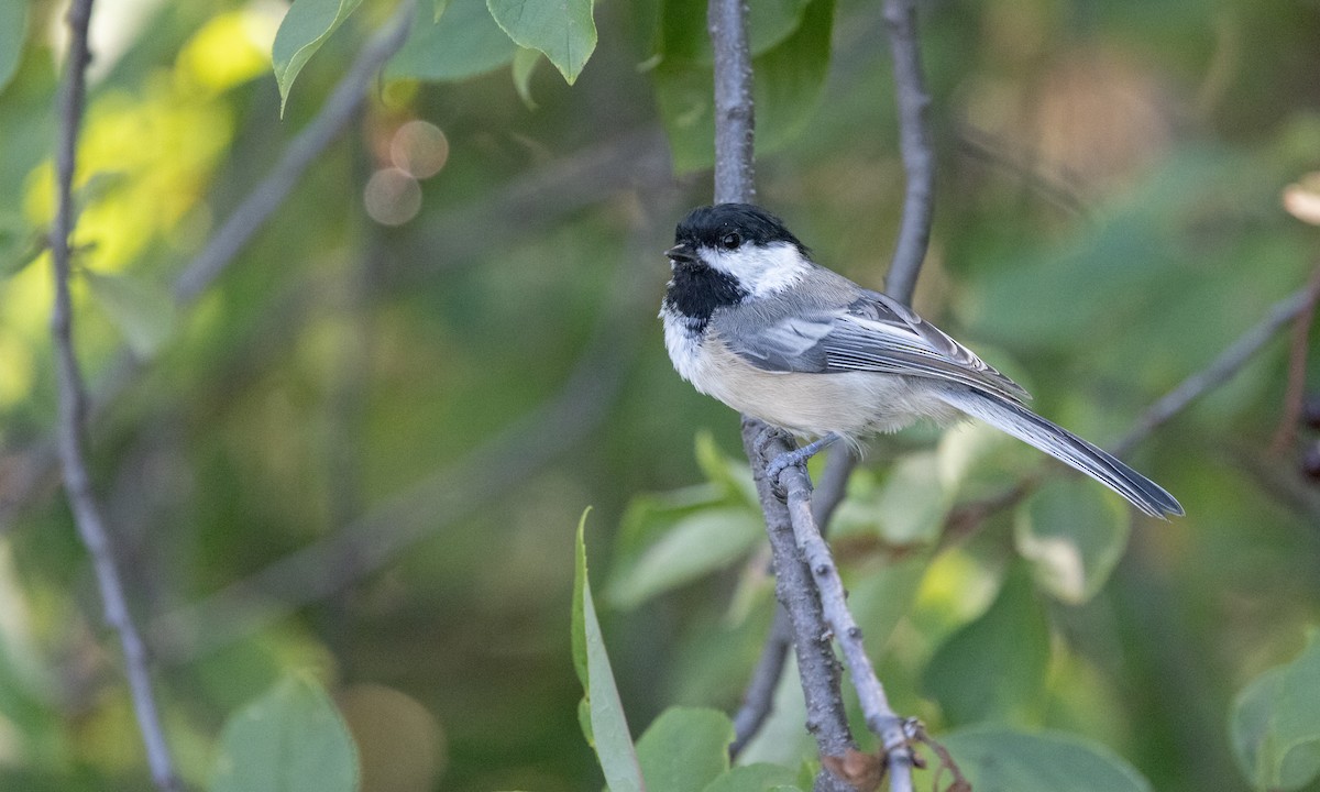 Black-capped Chickadee - ML365085721