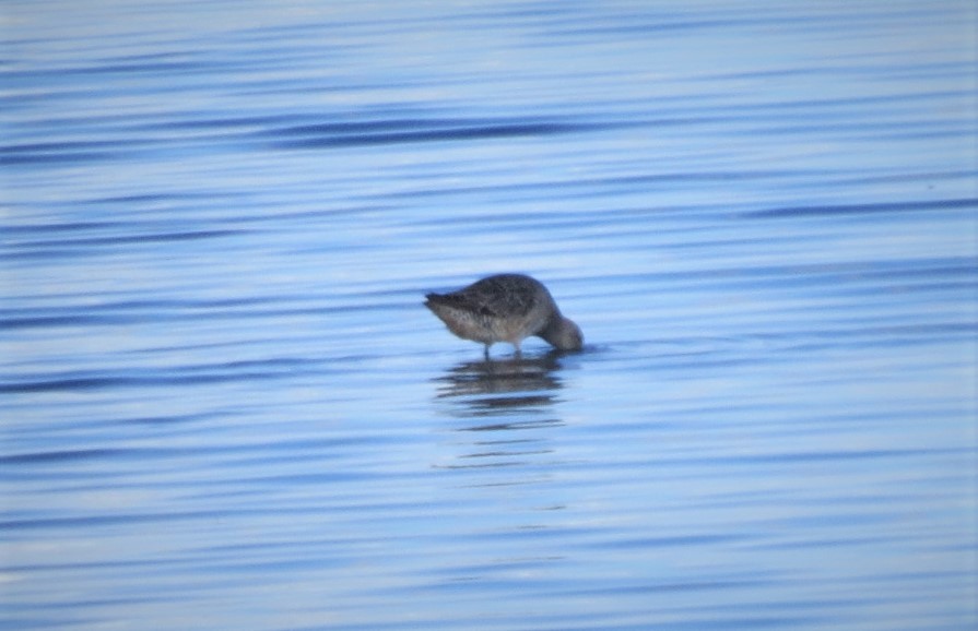 Long-billed Dowitcher - Tim Towles