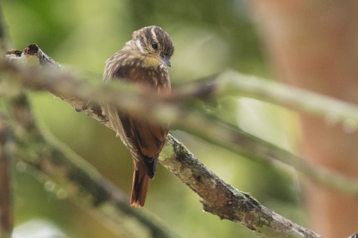 Slender-billed Xenops - ML365088181