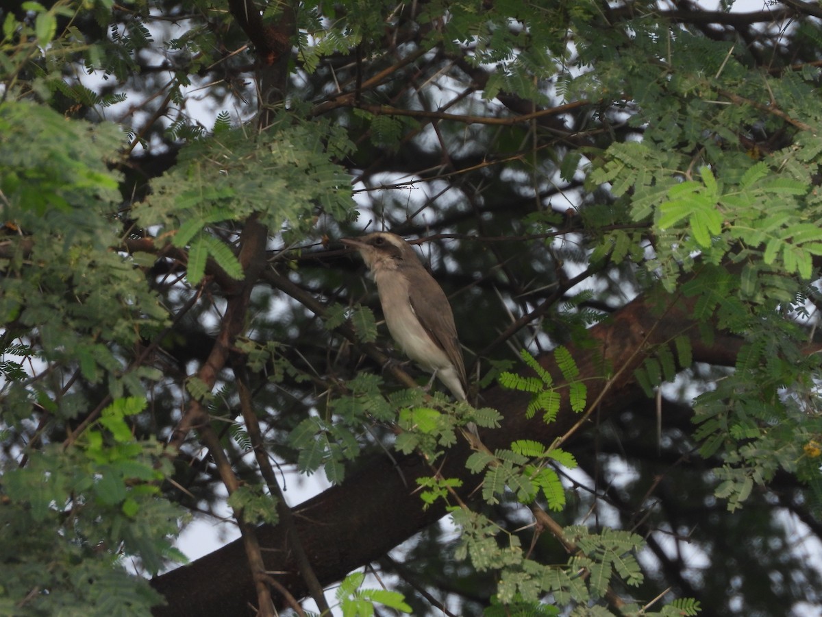 Common Woodshrike - ML365088631