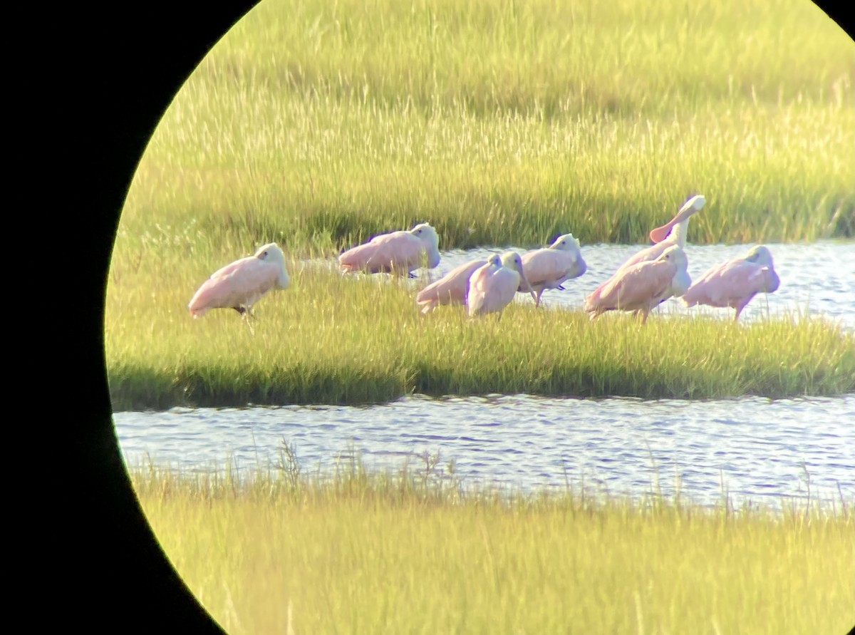 Roseate Spoonbill - ML365088831