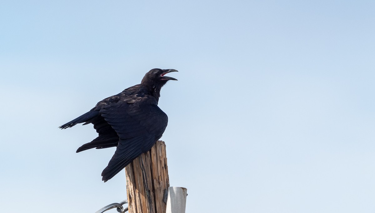 Chihuahuan Raven - ML365088891