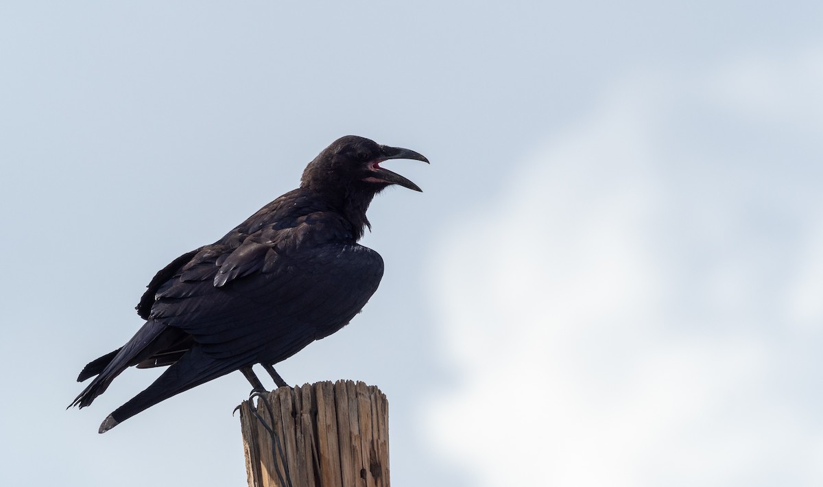 Chihuahuan Raven - ML365088901