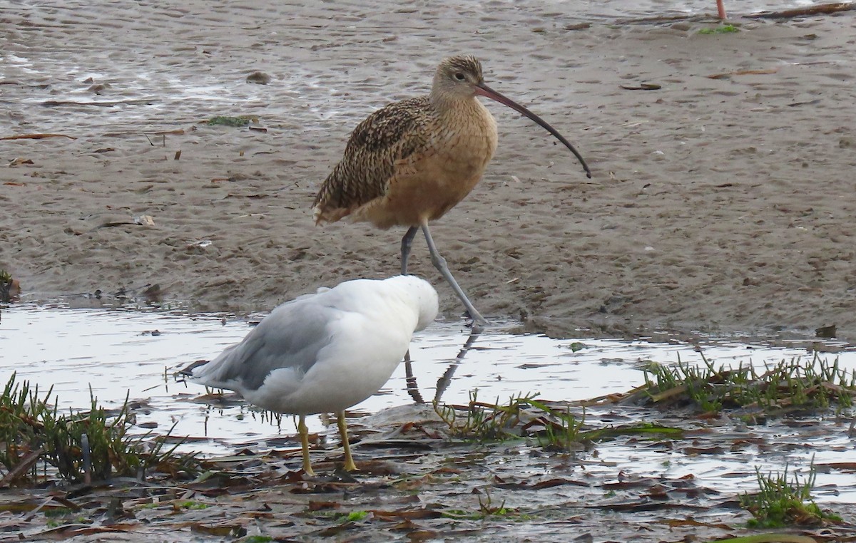 Long-billed Curlew - ML365089551