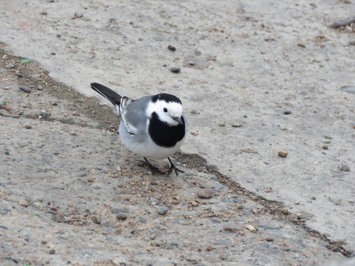 White Wagtail - ML365090181