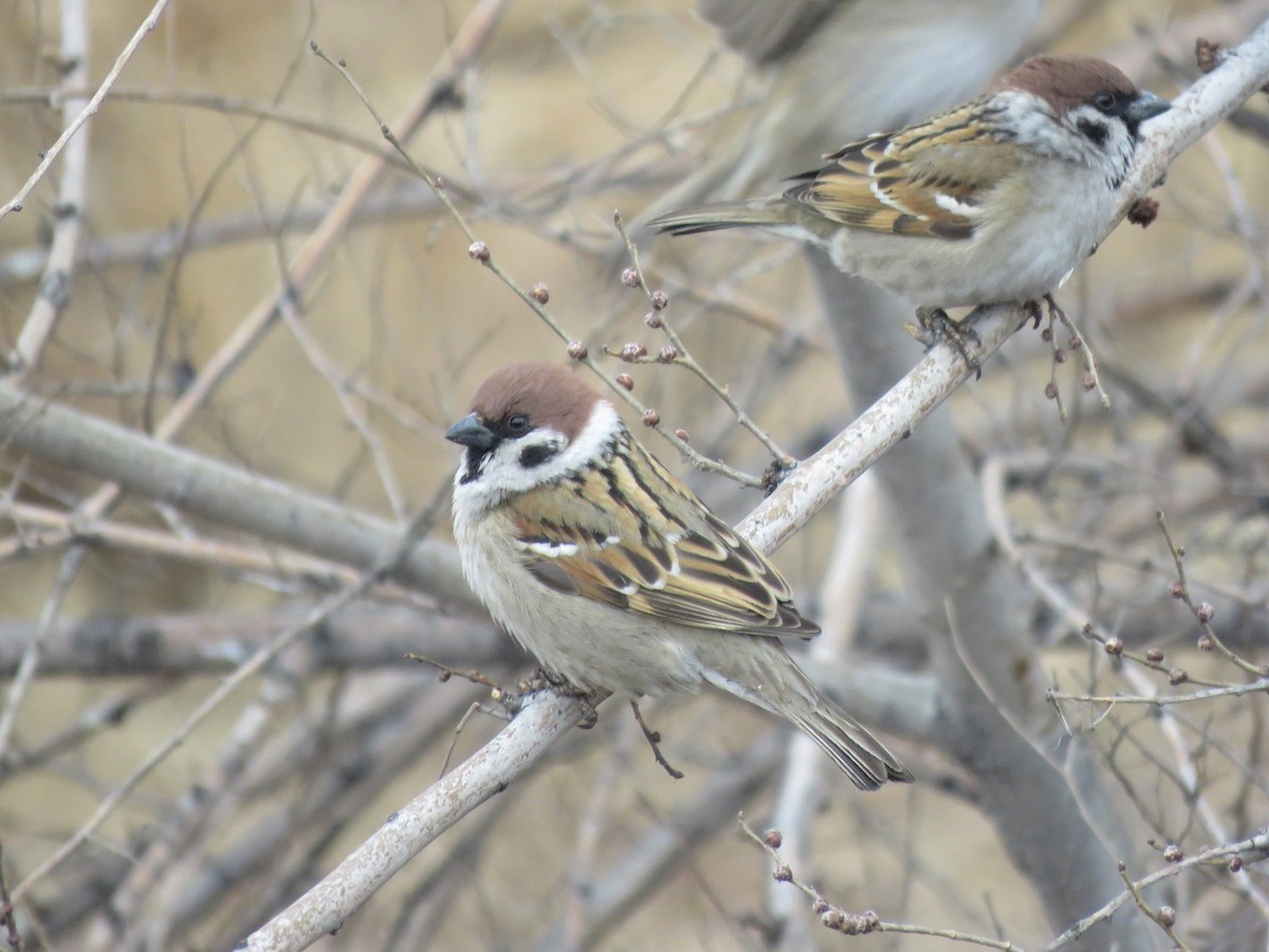 Eurasian Tree Sparrow - ML365090291