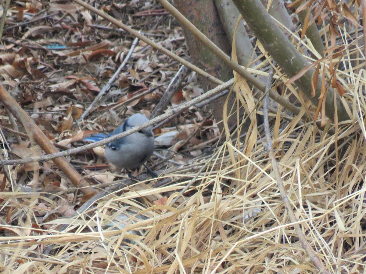 Mésange azurée - ML365090811