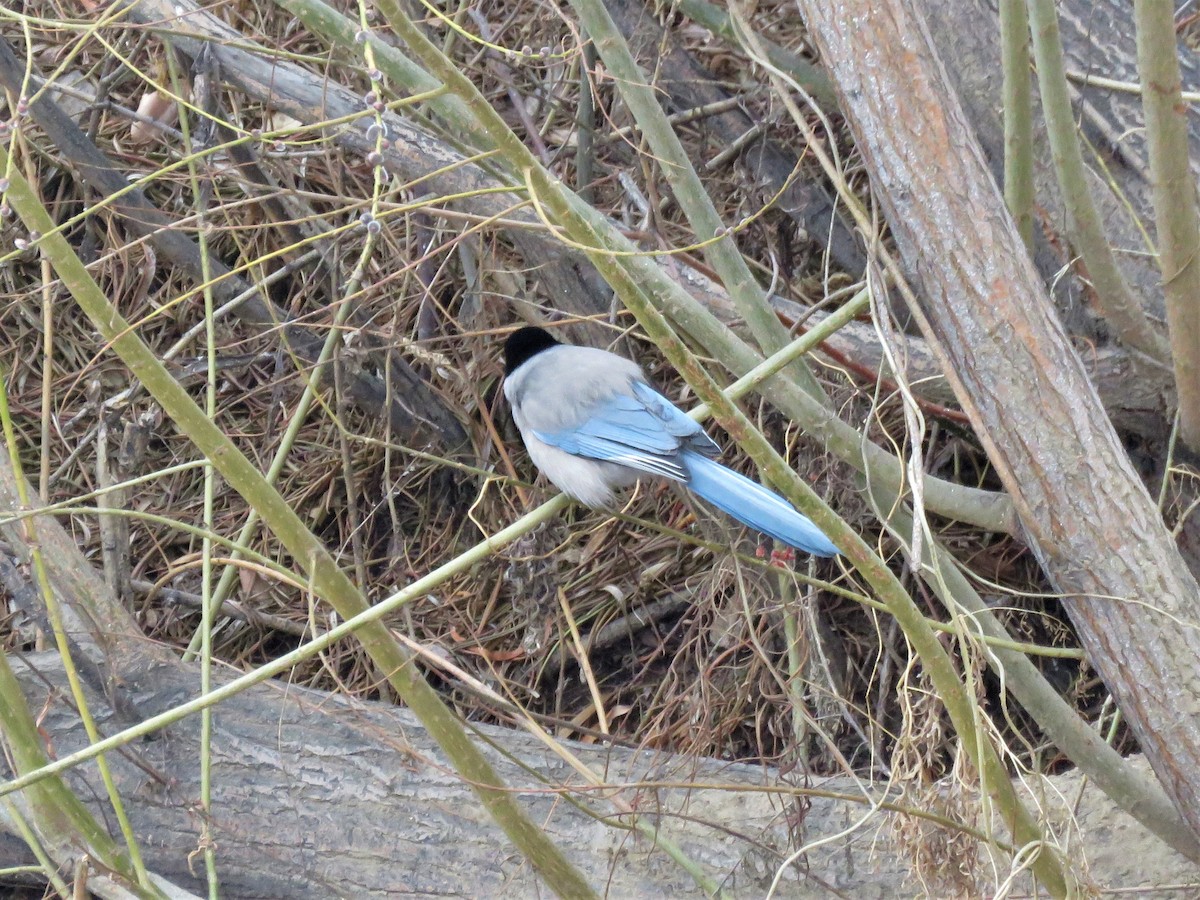 Pie-bleue à calotte noire - ML365091031