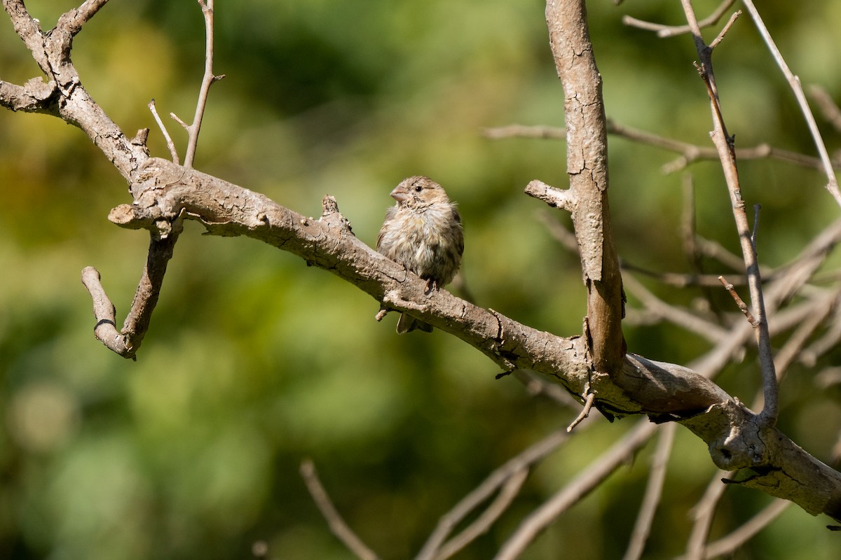 House Finch - ML365091131