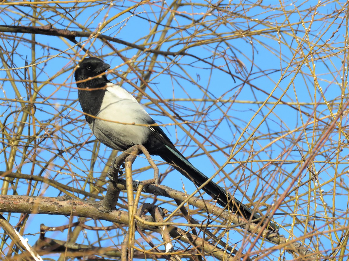 Eurasian Magpie - ML365091251