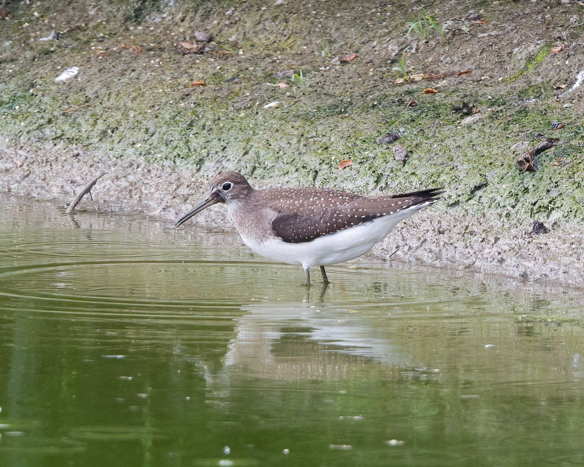 Solitary Sandpiper (solitaria) - Anthony Kaduck
