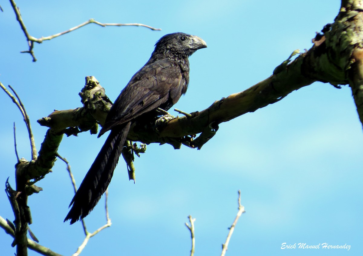 Groove-billed Ani - ML365091921