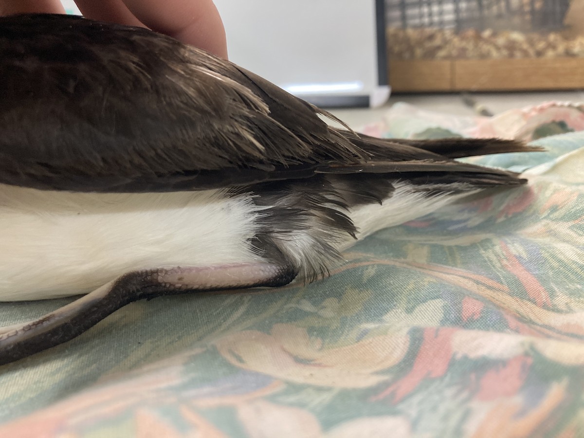 Manx Shearwater - Animal Rehabilitation Keep Live Stranded Rarities