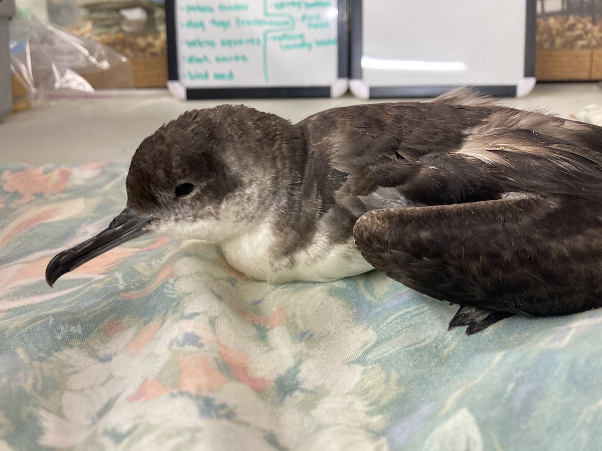 Manx Shearwater - Animal Rehabilitation Keep Live Stranded Rarities