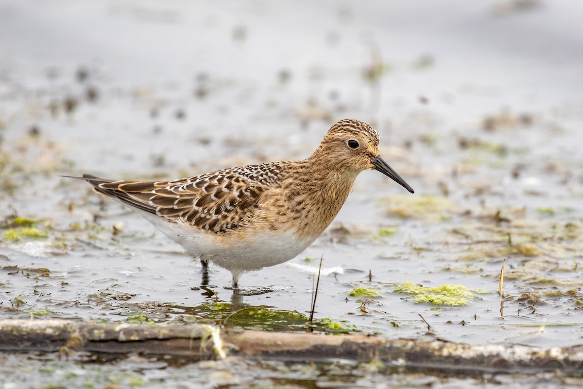 Baird's Sandpiper - Joshua Stacy