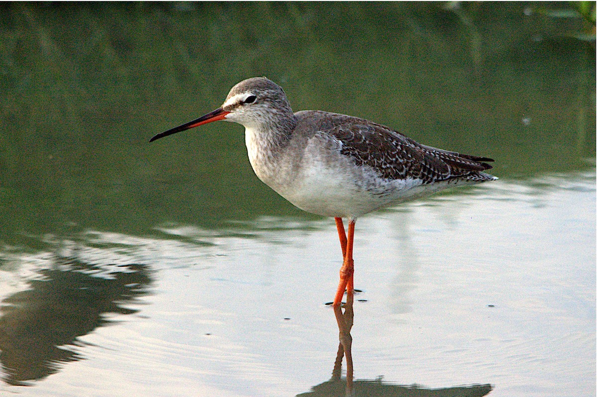 Spotted Redshank - ML365106381