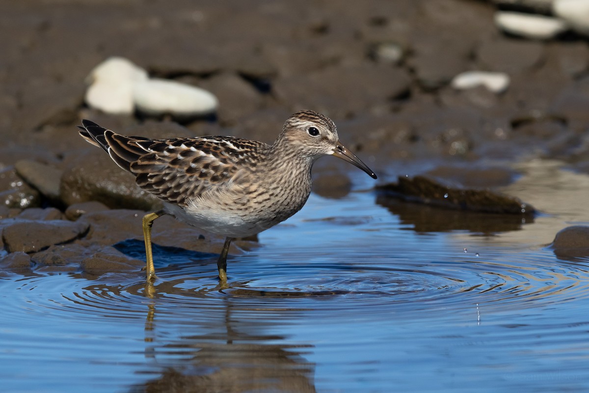 Pectoral Sandpiper - Sam Wilson