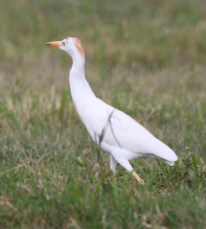 Western Cattle Egret - Steve Davis