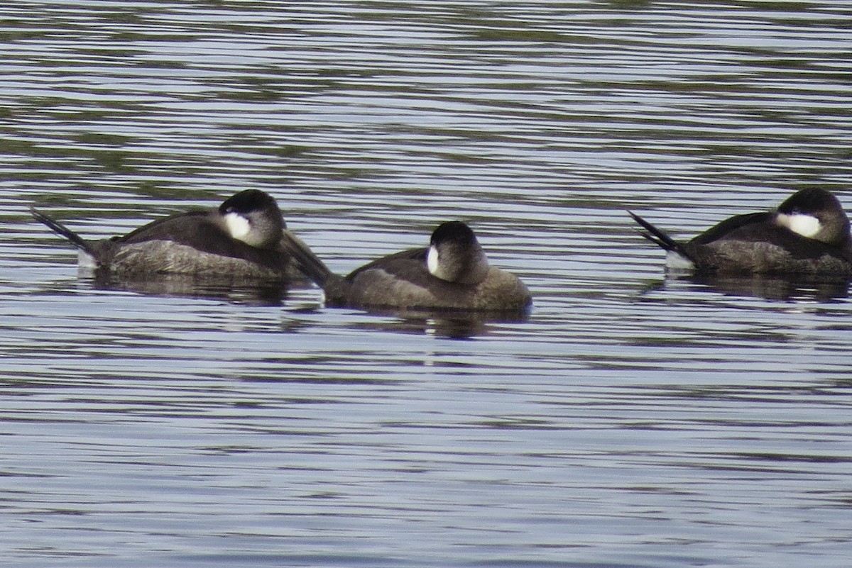 Ruddy Duck - George Rementer