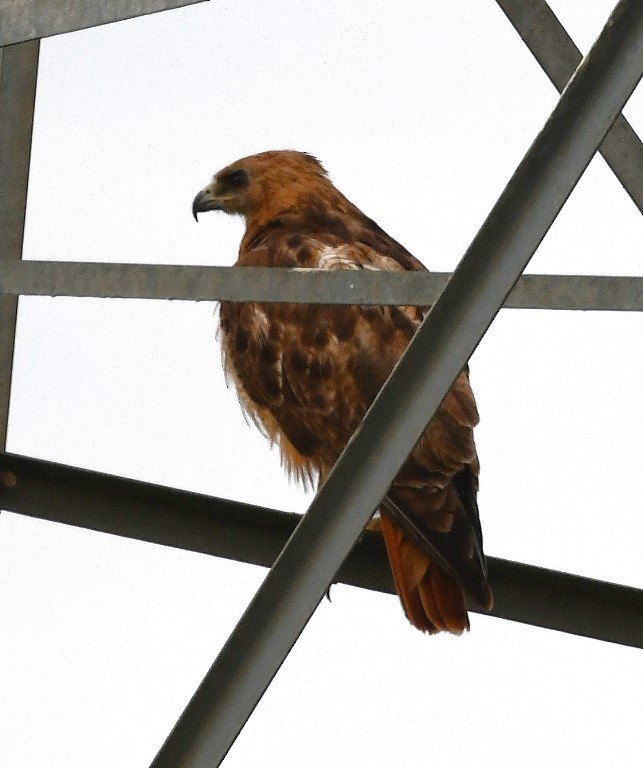 Red-tailed Hawk - ML365108621