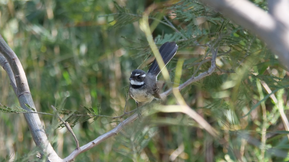 Gray Fantail - Carl Handreck