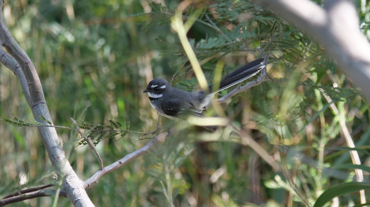 Gray Fantail - Carl Handreck