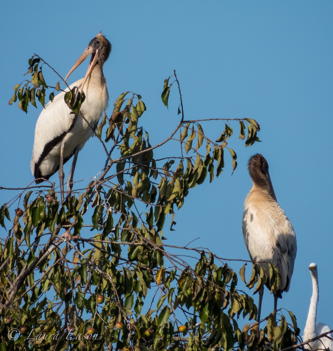 Wood Stork - ML365110201