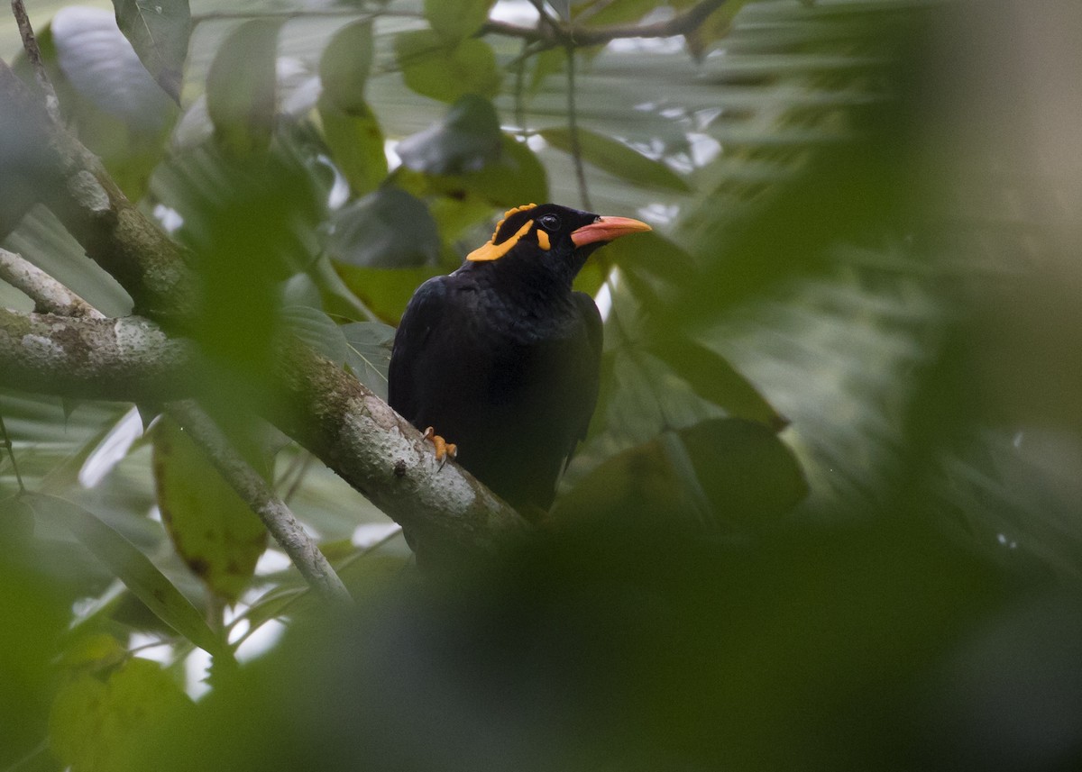 Southern Hill Myna - ML365110481