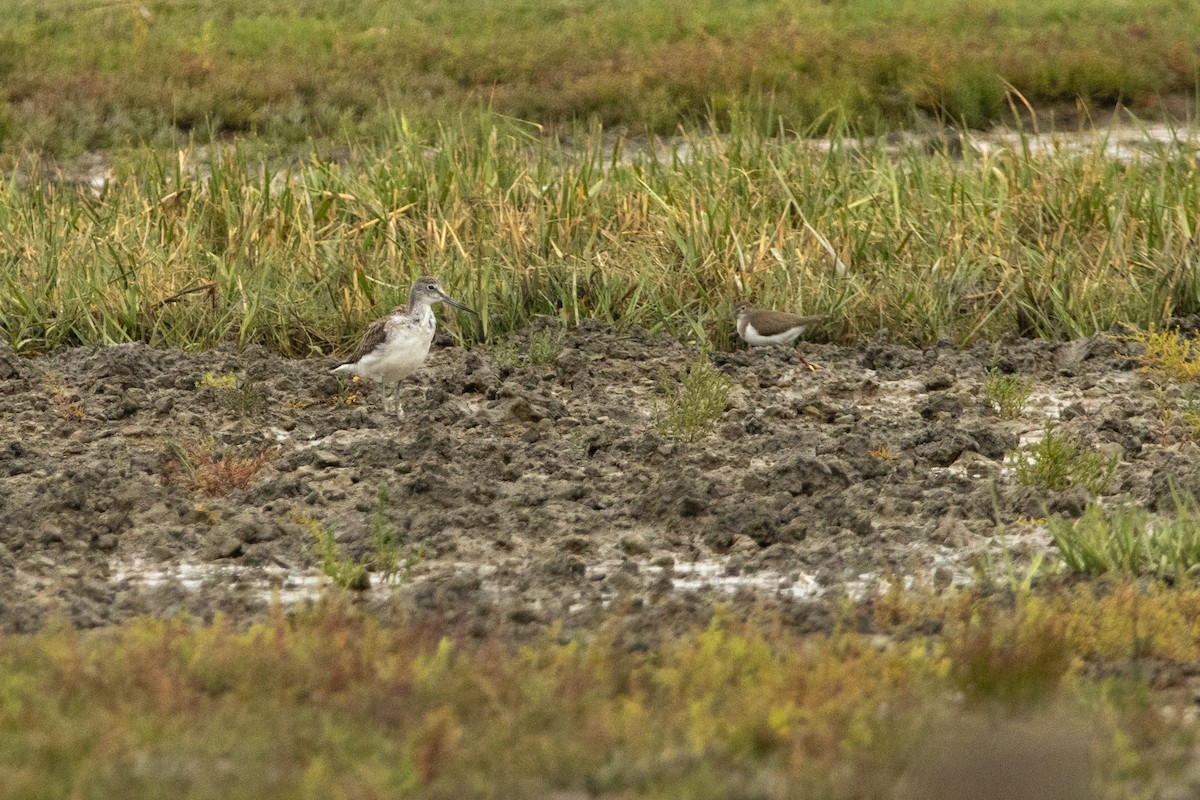 Common Sandpiper - Letty Roedolf Groenenboom