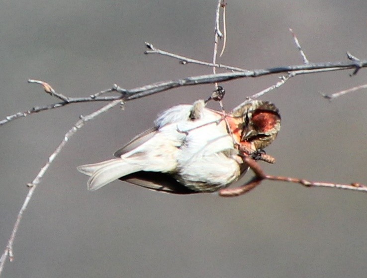 Redpoll (Lesser) - ML365112711