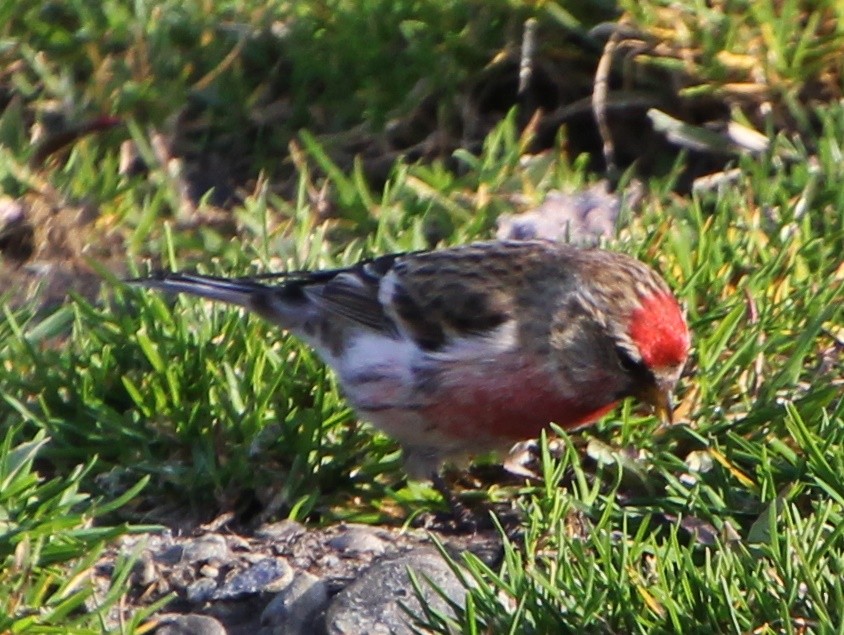 Redpoll (Lesser) - ML365112721