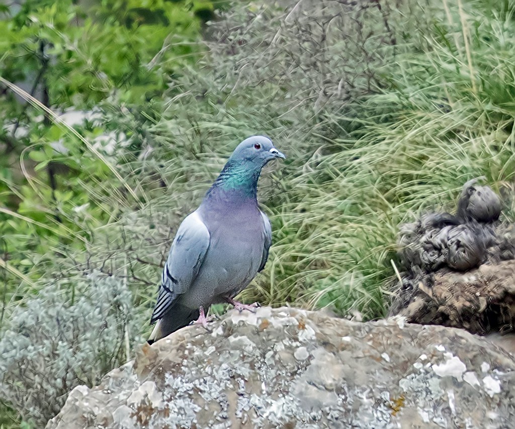 Pigeon des rochers - ML365114961