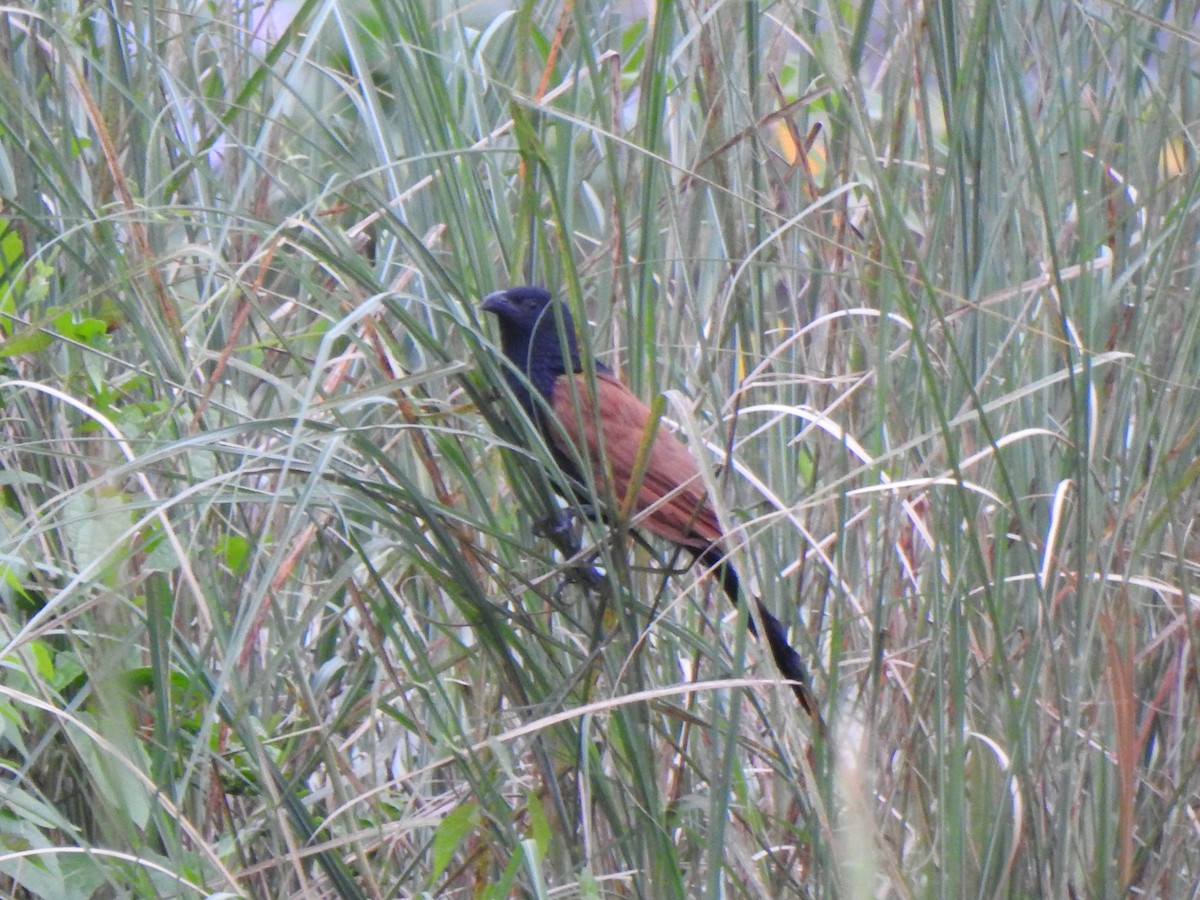 Lesser Coucal - Selvaganesh K