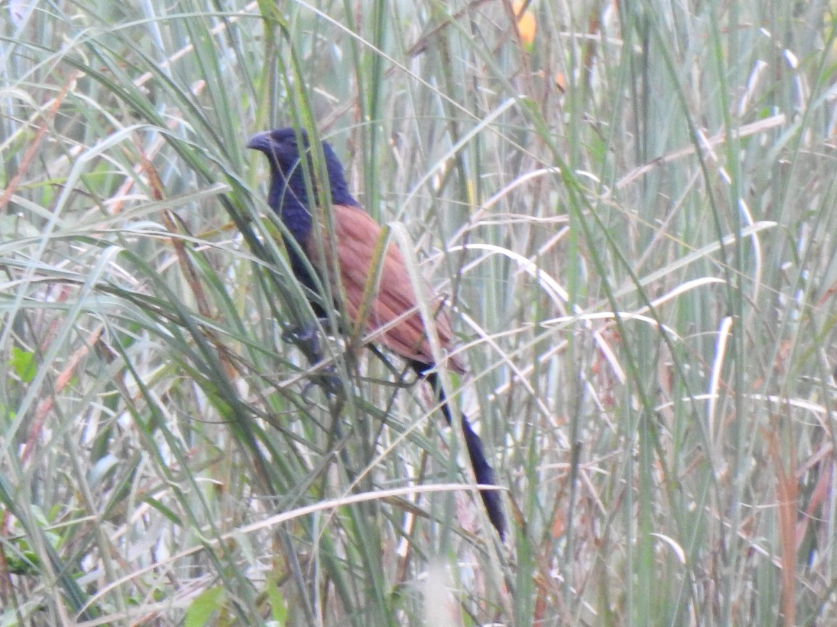 Lesser Coucal - Selvaganesh K