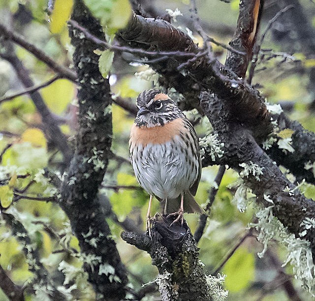 Rufous-breasted Accentor - ML365115791