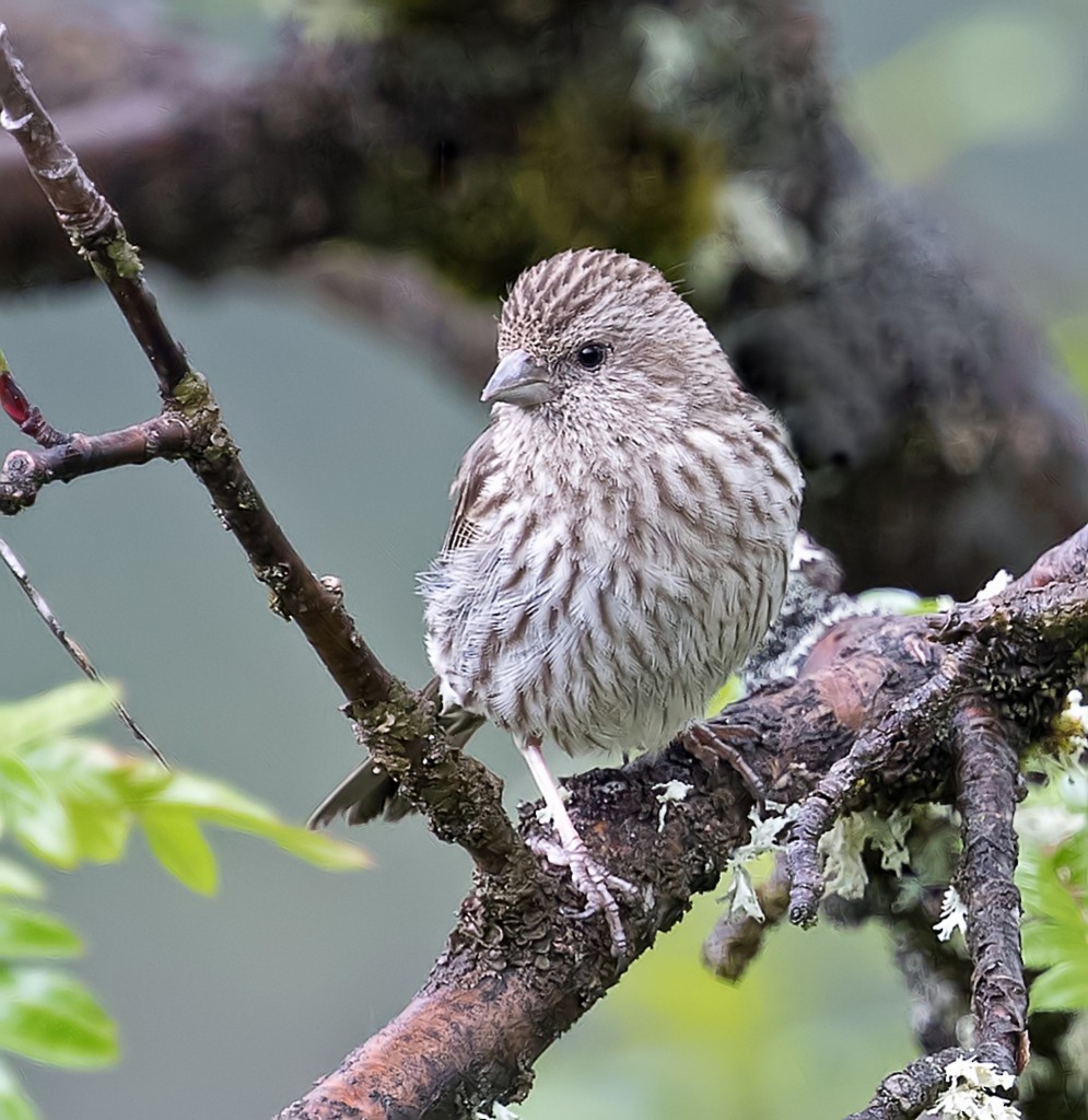 Common Rosefinch - ML365115821