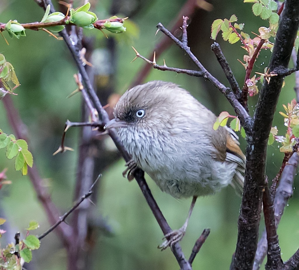 Chinese Fulvetta - Andrew Wilson