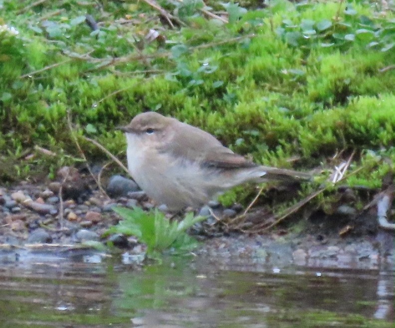 Pouillot véloce (tristis) - ML365116881