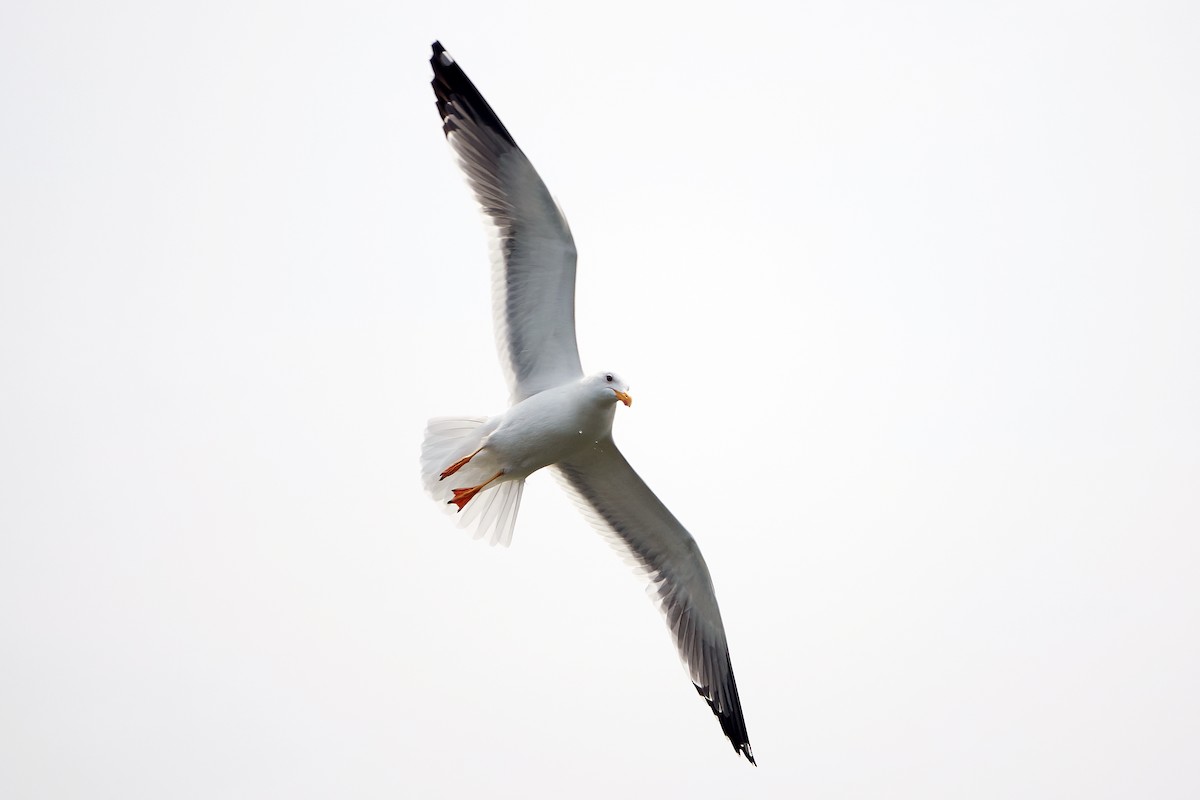 Lesser Black-backed Gull - Wendy Chao