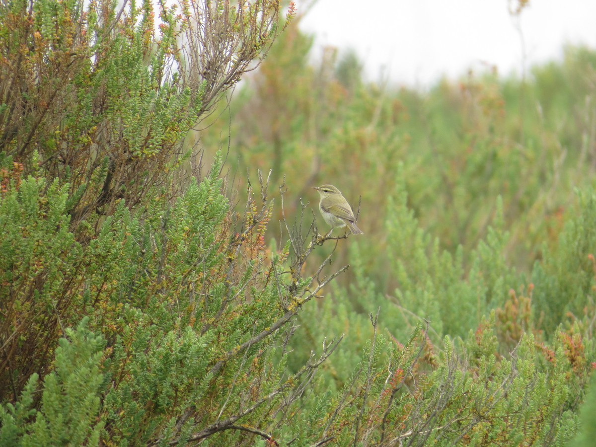 budníček zelený - ML365120281