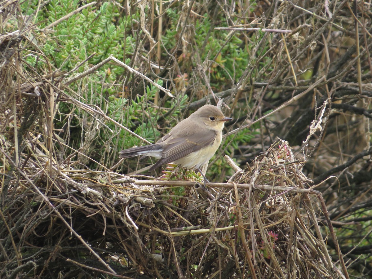 lejsek malý - ML365120301